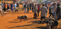 Marché de porcs vivants, Madagascar - V.Porphyre (c) Cirad, 2013
