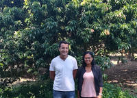 Madagascar : which cropping system for an efficient lychee sector ?