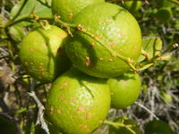 Rodrigues : Le limon, un agrume emblématique