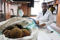 A la recherche des micronutriments présents dans les huiles et pulpes de baobab à Madagascar