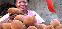 L'huile de baobab: quel potentiel en agroalimentaire?