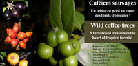 Les caféiers sauvages : Un trésor en péril au cœur des forêts tropicales !