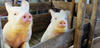 Médicaments vétérinaires et résidus d’antibiotiques en élevage porcin