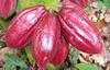 Plusieurs formations autour des cacaos et chocolats à la Réunion