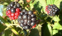 Un brevet sur une méthode d'obtention d'extraits enrichis en polyphénols et anthocyanes à partir de fruits !