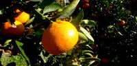 A study on citrus to produce higher quality fruit in South Africa