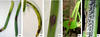 Characterization of Colletotrichum orchidophilum, the agent of black spot disease of vanilla