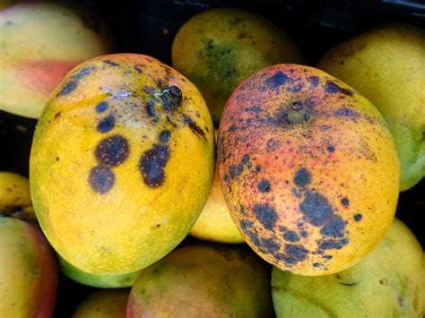 Postharvest treatment of mango: Potential use of essential oil with ...