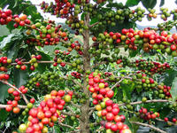 Coffee tree (c) Cirad